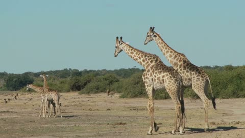 two girraffes with a baby