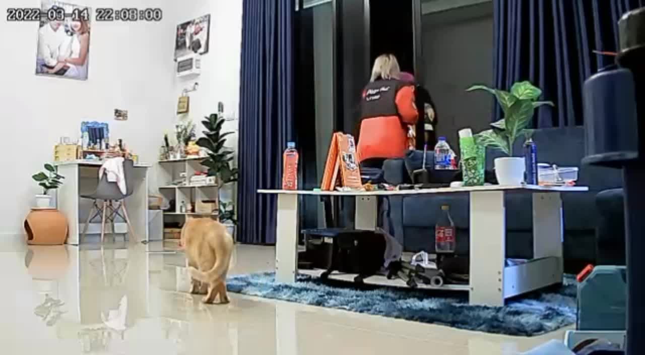 Guy Trying to Walk Inside Runs into Clear Glass