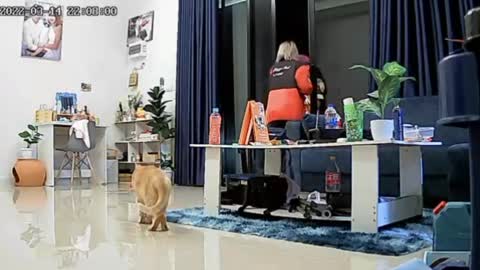 Guy Trying to Walk Inside Runs into Clear Glass