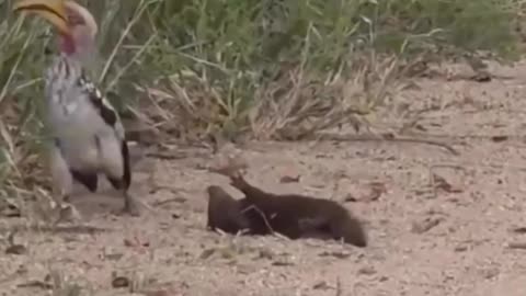Funny animal dub 😂 || #funnyanimalvideo