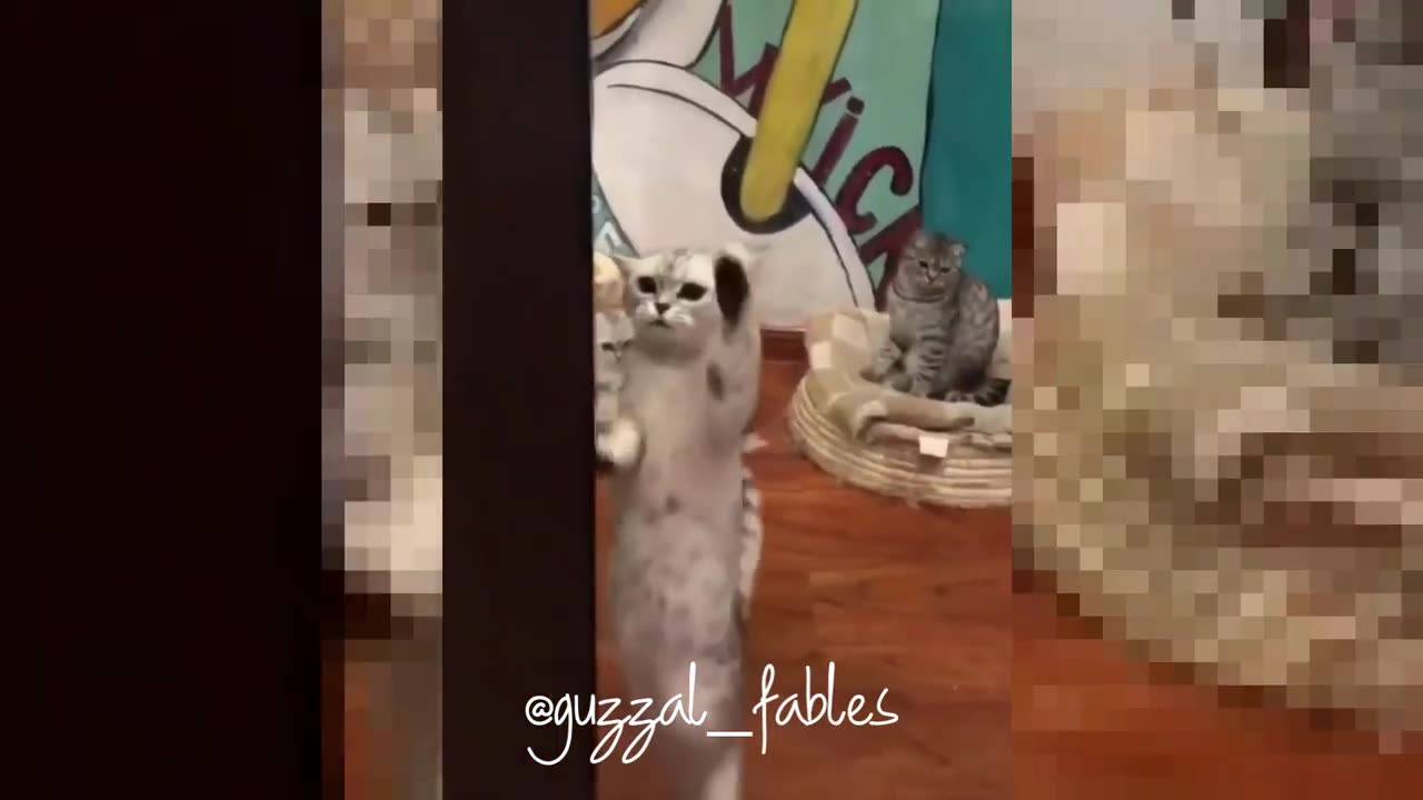 Funniest cats🐱In The World😂 Funny and Fails Pets 🐆