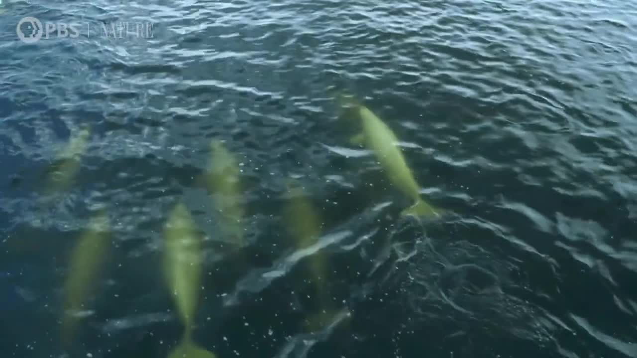 Polar Bears Hunt Beluga Whales