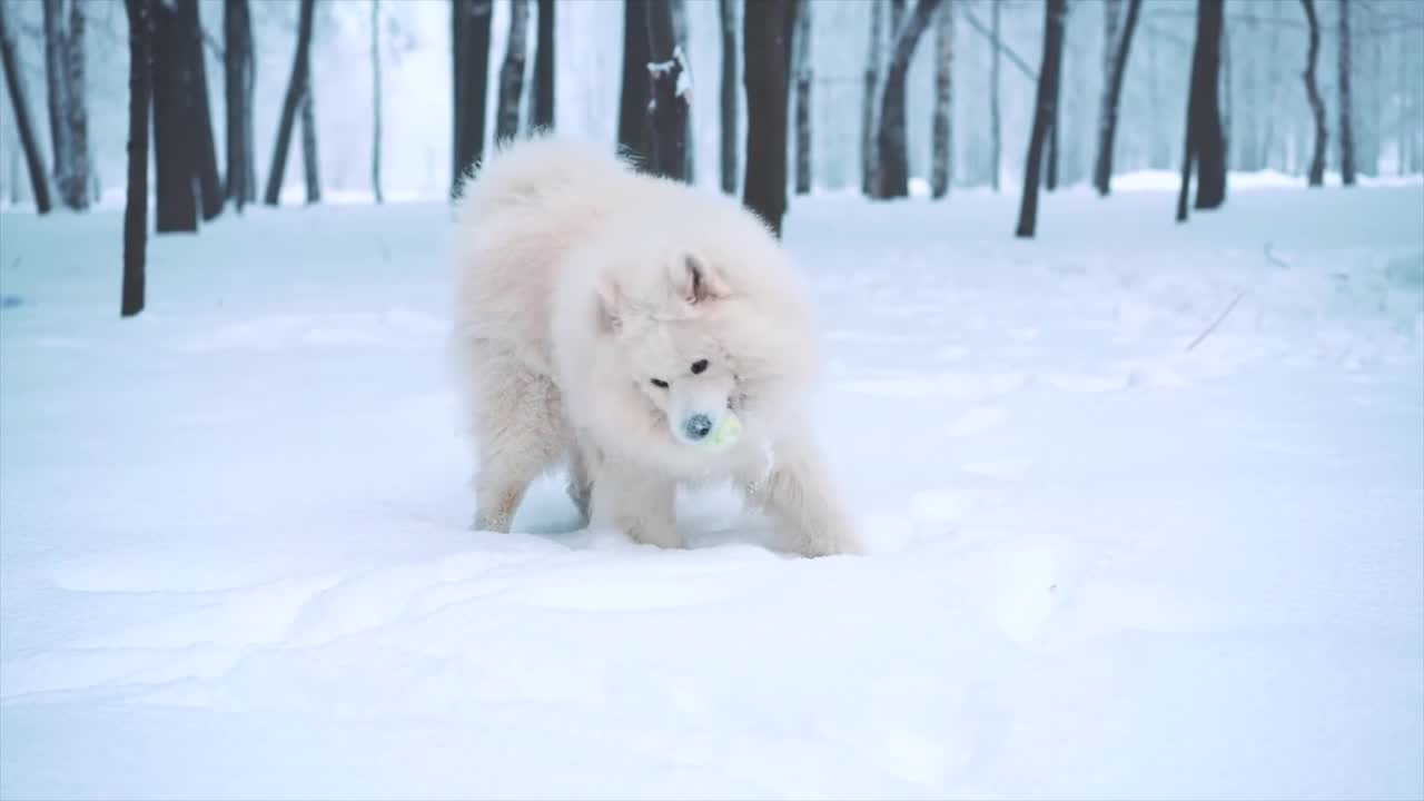 Beautiful Dog playing with ball and enjoy snow it's amazing.