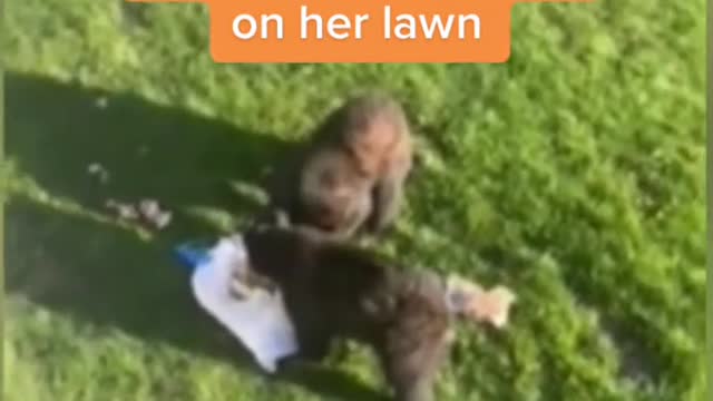 Connecticut woman gets a furry surprise on her lawn