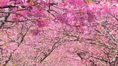 Cherry blossoms🌸