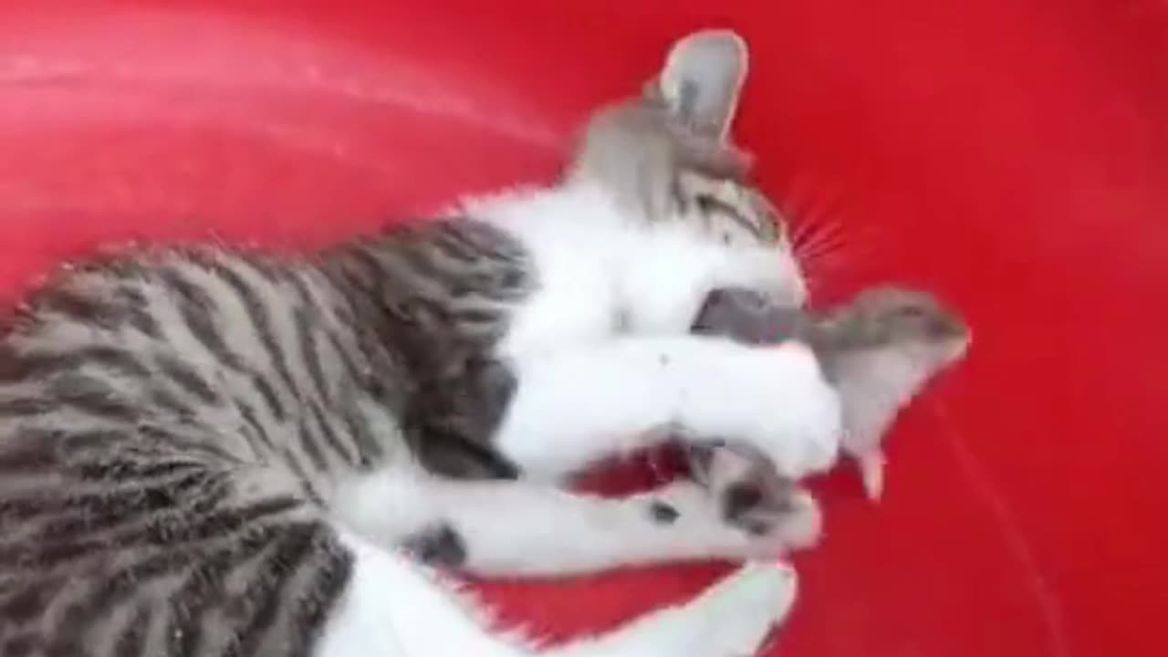 funny cat fighting with mouse