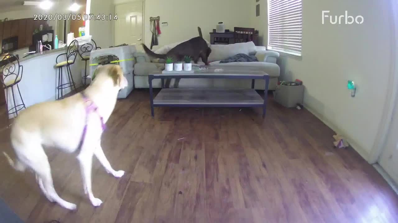 Strong Great Dane Chilling Around The Apartment After He Broke His Crate And Got Loose