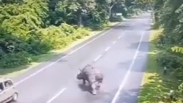 Rhino Thought He Could Take Out This Truck