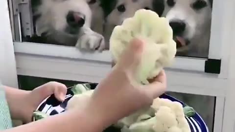 Watch These Cute Huskies Go Crazy Over Cauliflower