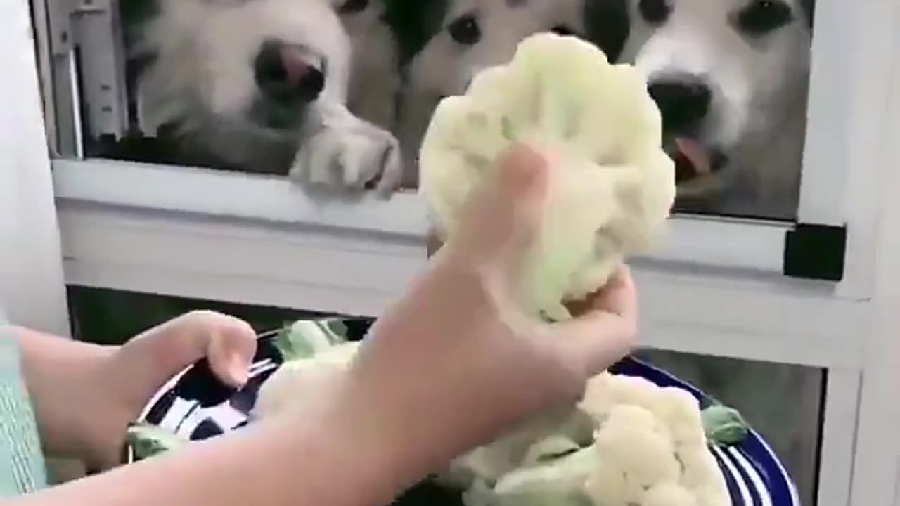 Watch These Cute Huskies Go Crazy Over Cauliflower