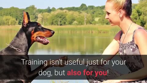 Basic Dog Training TOP 10 Essential Commands Every Dog Should Know