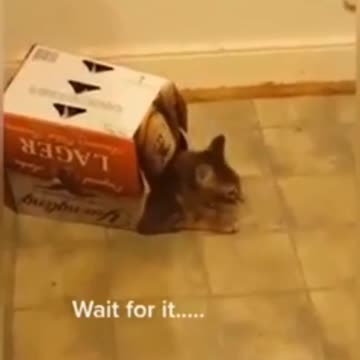 compilation | baby animals 79 | cute animals 79 | kids #shorts