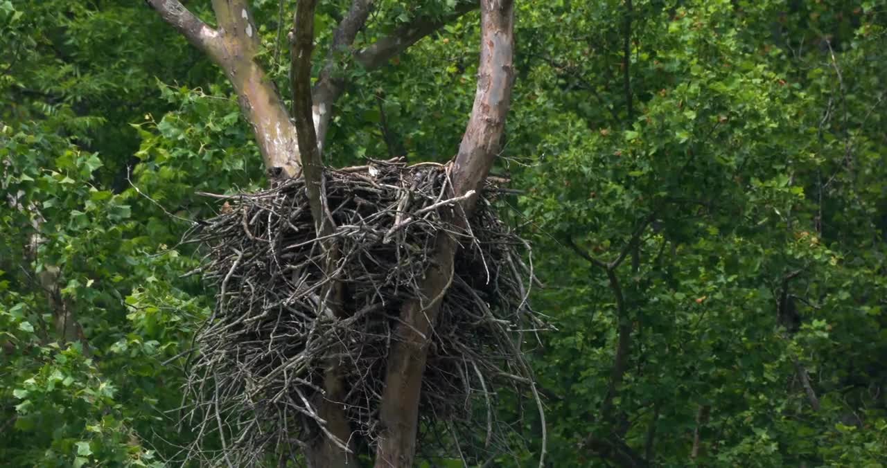 Bald Eagle: America’s Fursona