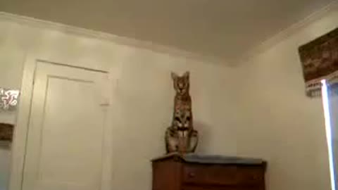 How big cats live in our apartments