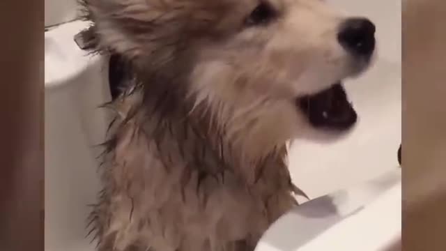 Don't laugh, please. Funny bathing video with dogs