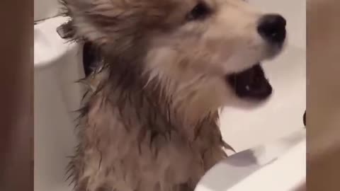 Don't laugh, please. Funny bathing video with dogs