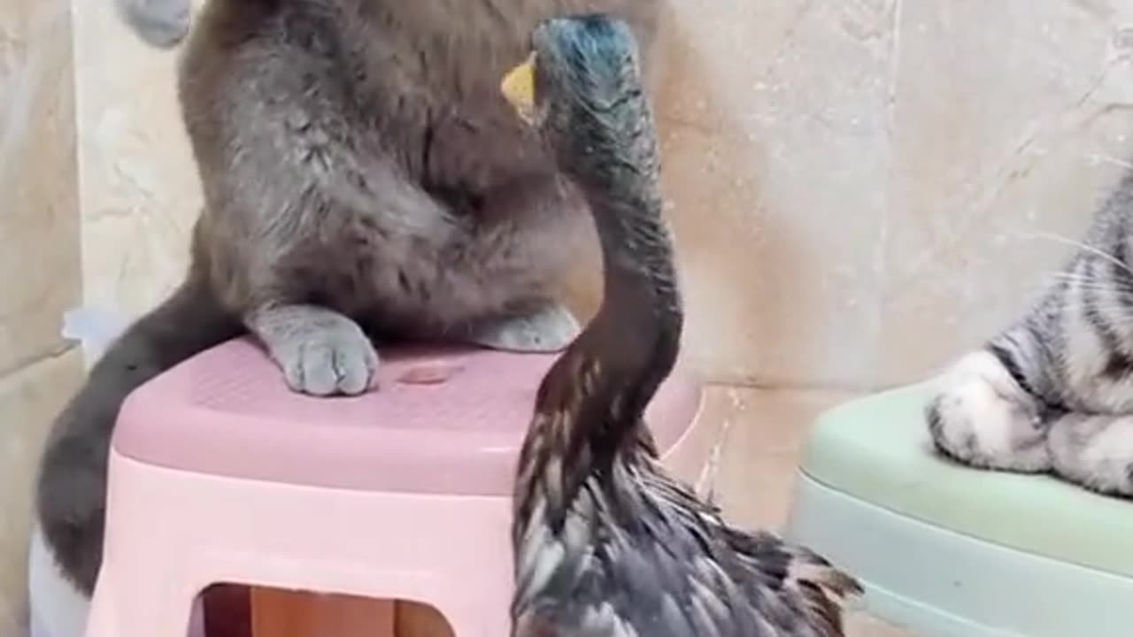 THIS CAT GOT MEAN COMBOS 😂