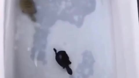 turtle running after dinner