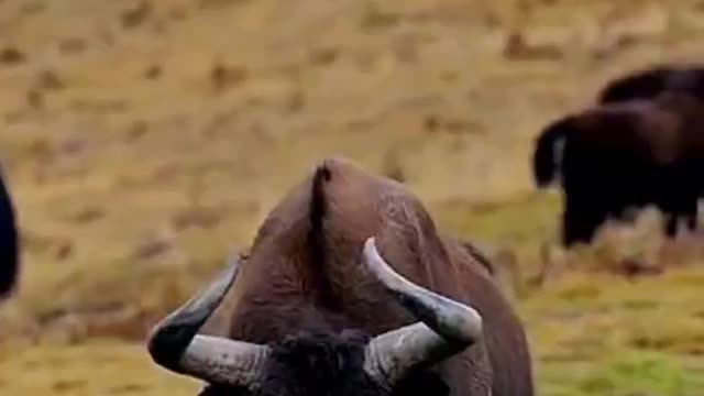 Cow devil out of the mountain to PK