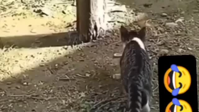 Funny cat video / latest funny videos 2022