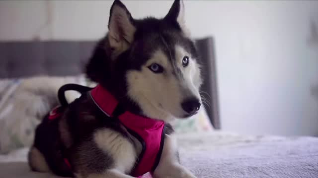 Telling My Talking Husky Shes Adopted SHE GOT SO MAD