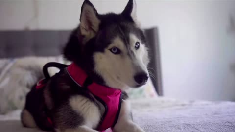 Telling My Talking Husky Shes Adopted SHE GOT SO MAD
