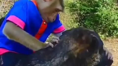 Daily Funny Animals & Cute Pets Viral Videos | Animals LOL Moments