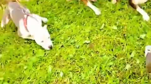 Pitbull dogs