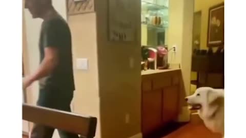 Dog Revenge
