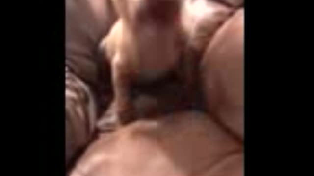 Puppy pitbull runt