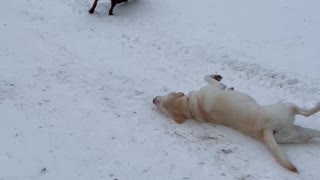 Labradors Slide Down Snowy Hill