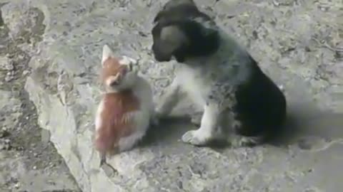 Cute puppy loves kitten they are friends now