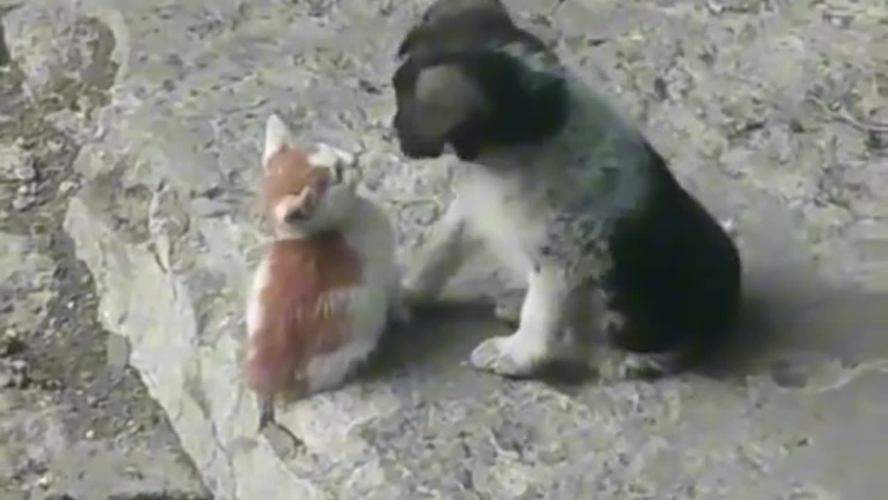 Cute puppy loves kitten they are friends now