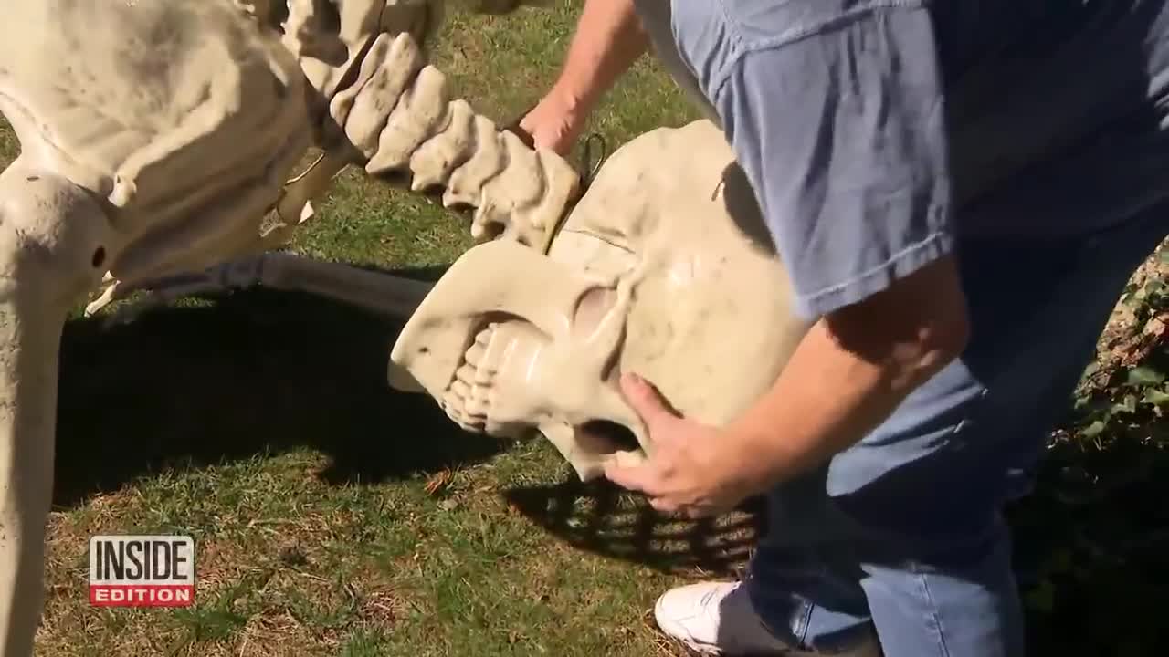 Woman Steals Giant Skeleton Halloween Decoration_1