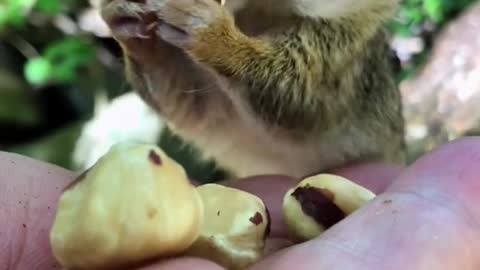 fluffy squirrel stuffs its mouth with nuts