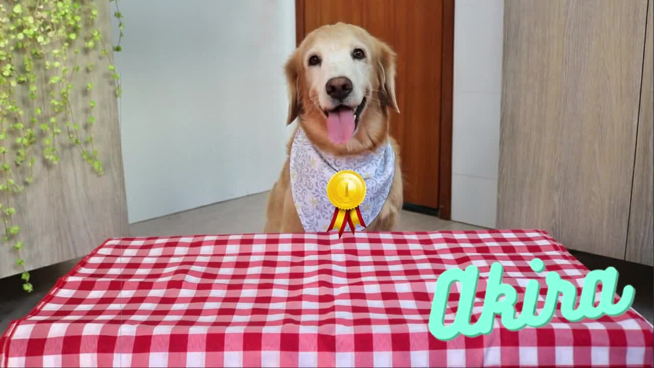 Golden Retriever Spaghetti Eating Competition: Who eats faster?