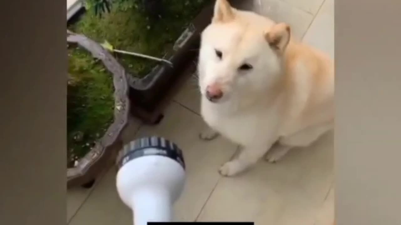 Funny animals video
