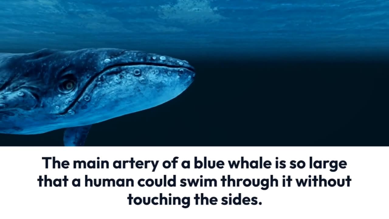 Here's an animal fact segment of blue whale🐋