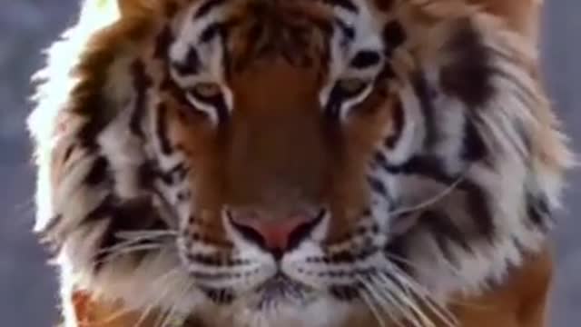 See the beauty and beauty of the Thai tiger