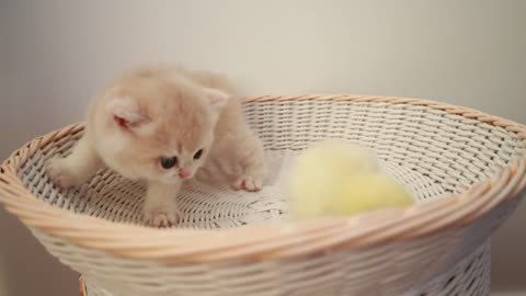 Two small kittens playing with chicken..