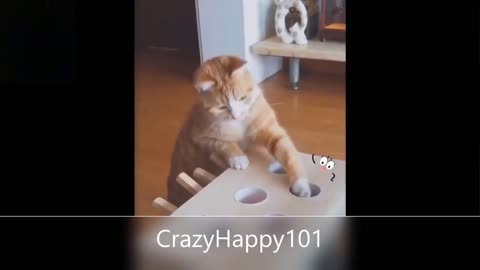 Cut Adorable Funny Pets