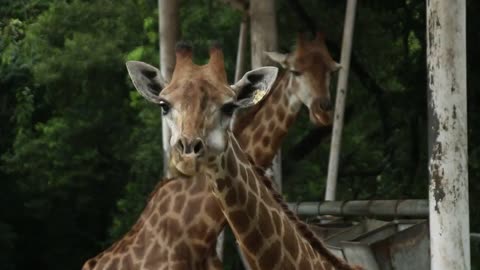 Giraffes are so cute