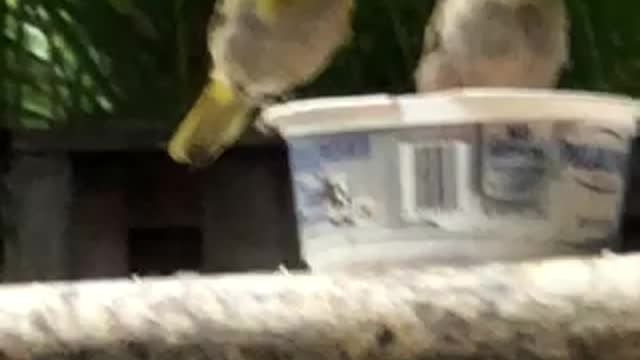 #Back Yard Birds Hawai’i Baby Canaries