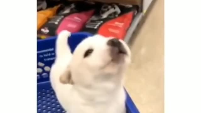 A dog's daily routine