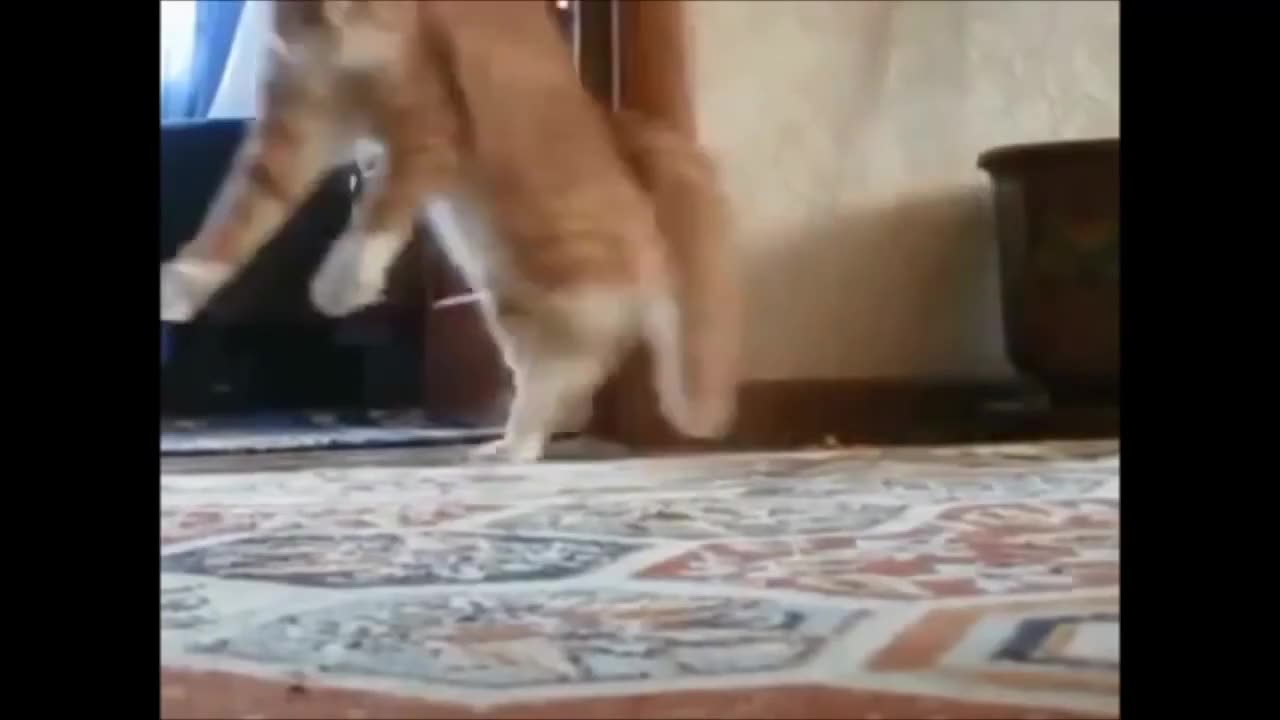 funny cats video