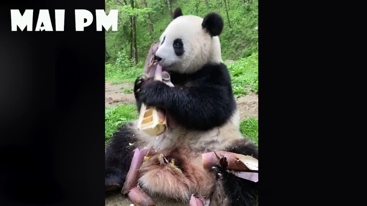 funny animal part 3