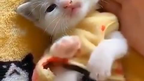 Very cute cat and lovely watch this video