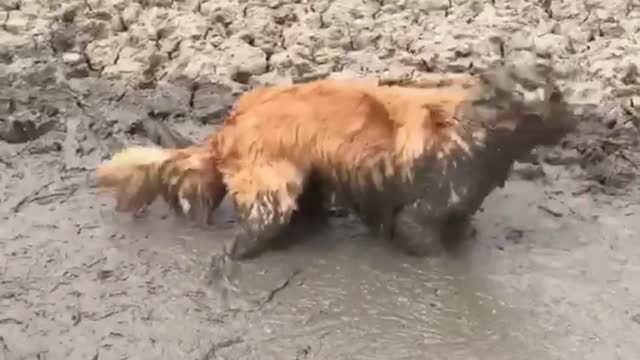 the dog is playing in a puddle