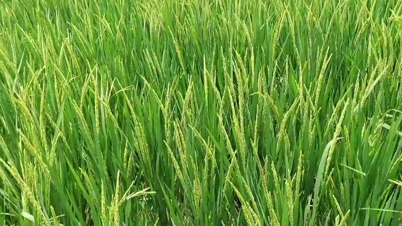 How to grow Rice 🌾 plants in farm?