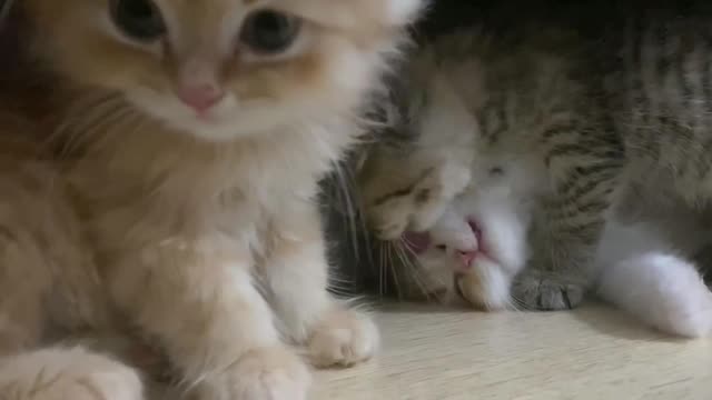 My cat's Growing Diary